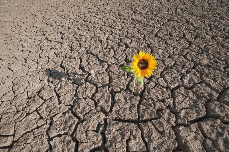 Sunflower in desert